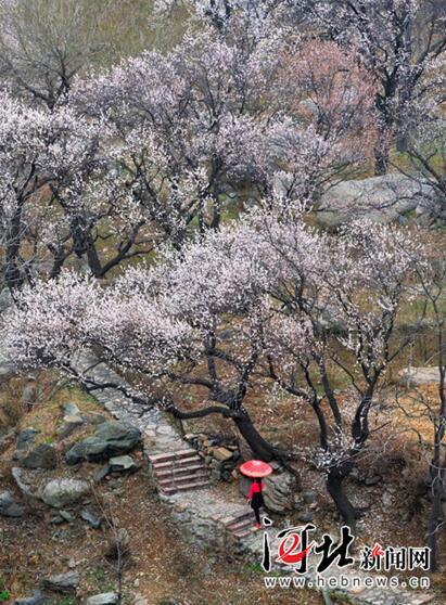 河北棋盘山第十一届杏花节将于3月25日开幕